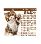 架空猫にゃんこ図鑑（個別スタンプ：40）