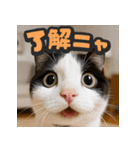 大接近！リアル猫（個別スタンプ：2）