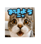 大接近！リアル猫（個別スタンプ：6）