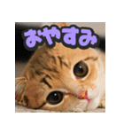 大接近！リアル猫（個別スタンプ：7）