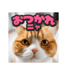 大接近！リアル猫（個別スタンプ：8）