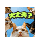 大接近！リアル猫（個別スタンプ：11）