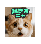 大接近！リアル猫（個別スタンプ：12）
