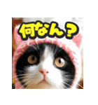 大接近！リアル猫（個別スタンプ：13）