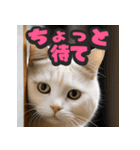 大接近！リアル猫（個別スタンプ：18）
