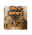大接近！リアル猫（個別スタンプ：19）