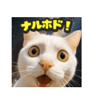 大接近！リアル猫（個別スタンプ：20）