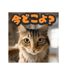 大接近！リアル猫（個別スタンプ：23）
