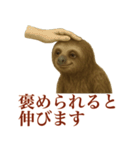 ナマケモノの日常生活（個別スタンプ：17）