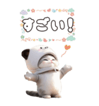 パンダ帽が可愛い猫 毎日気軽に使える BIG（個別スタンプ：13）