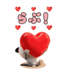 パンダ帽が可愛い猫 毎日気軽に使える BIG（個別スタンプ：27）