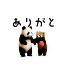 動く！パンダ＆レッサーパンダ（個別スタンプ：1）