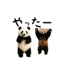 動く！パンダ＆レッサーパンダ（個別スタンプ：2）