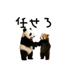 動く！パンダ＆レッサーパンダ（個別スタンプ：11）
