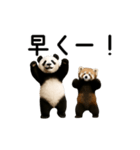 動く！パンダ＆レッサーパンダ（個別スタンプ：15）