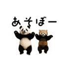 動く！パンダ＆レッサーパンダ（個別スタンプ：16）