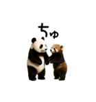 動く！パンダ＆レッサーパンダ（個別スタンプ：17）