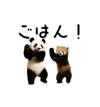 動く！パンダ＆レッサーパンダ（個別スタンプ：18）
