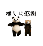 動く！パンダ＆レッサーパンダ（個別スタンプ：19）
