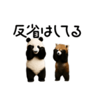 動く！パンダ＆レッサーパンダ（個別スタンプ：20）