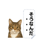 大人が使える 日常使いの猫スタンプ（個別スタンプ：6）