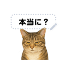 大人が使える 日常使いの猫スタンプ（個別スタンプ：7）