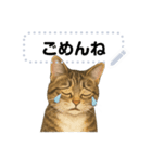 大人が使える 日常使いの猫スタンプ（個別スタンプ：8）