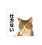 大人が使える 日常使いの猫スタンプ（個別スタンプ：10）
