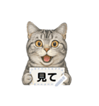 大人が使える 日常使いの猫スタンプ（個別スタンプ：16）