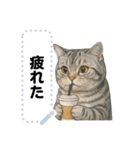 大人が使える 日常使いの猫スタンプ（個別スタンプ：17）