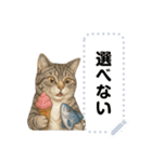 大人が使える 日常使いの猫スタンプ（個別スタンプ：20）