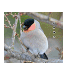 父の鳥スタンプ（個別スタンプ：1）