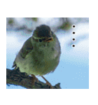 父の鳥スタンプ（個別スタンプ：2）