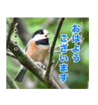 父の鳥スタンプ（個別スタンプ：3）