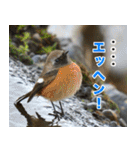 父の鳥スタンプ（個別スタンプ：4）