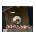 父の鳥スタンプ（個別スタンプ：5）