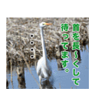 父の鳥スタンプ（個別スタンプ：6）