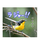 父の鳥スタンプ（個別スタンプ：7）