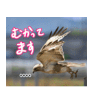 父の鳥スタンプ（個別スタンプ：8）