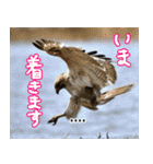 父の鳥スタンプ（個別スタンプ：9）