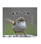 父の鳥スタンプ（個別スタンプ：10）