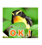 父の鳥スタンプ（個別スタンプ：11）