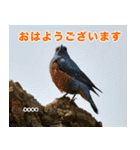 父の鳥スタンプ（個別スタンプ：12）