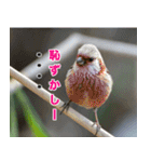 父の鳥スタンプ（個別スタンプ：13）