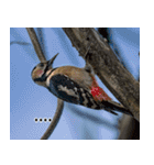 父の鳥スタンプ（個別スタンプ：14）