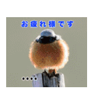 父の鳥スタンプ（個別スタンプ：15）