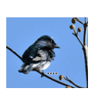 父の鳥スタンプ（個別スタンプ：16）