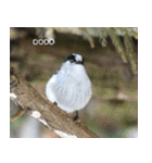 父の鳥スタンプ（個別スタンプ：17）