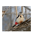 父の鳥スタンプ（個別スタンプ：18）