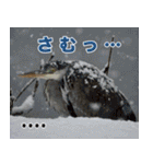 父の鳥スタンプ（個別スタンプ：19）